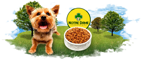 Notre Dame I Pet Shop 